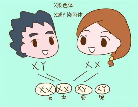 生男生女|生男孩生女孩？原来是它决定的